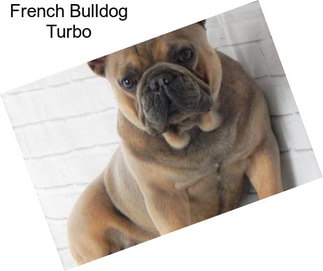 French Bulldog Turbo