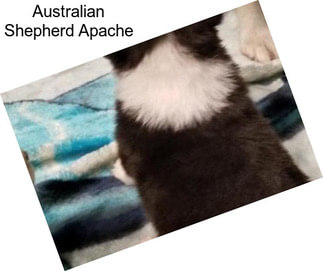 Australian Shepherd Apache