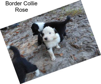 Border Collie Rose