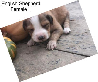 English Shepherd Female 1