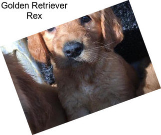 Golden Retriever Rex