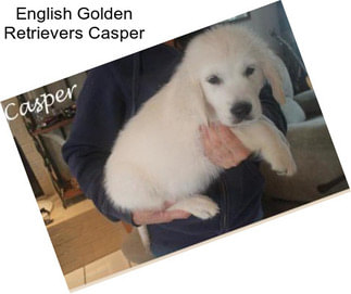 English Golden Retrievers Casper