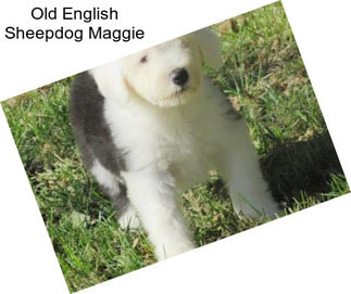 Old English Sheepdog Maggie