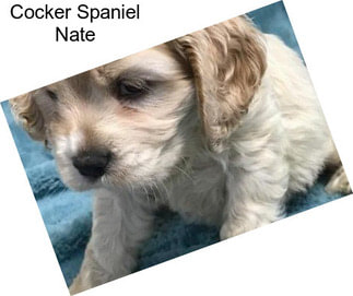 Cocker Spaniel Nate