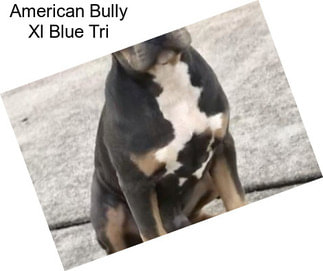 American Bully Xl Blue Tri