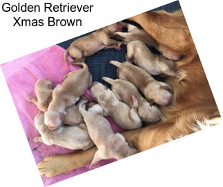 Golden Retriever Xmas Brown