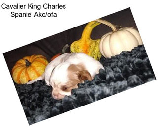 Cavalier King Charles Spaniel Akc/ofa