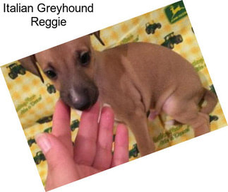 Italian Greyhound Reggie