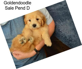 Goldendoodle Sale Pend D