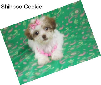 Shihpoo Cookie