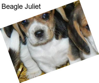 Beagle Juliet