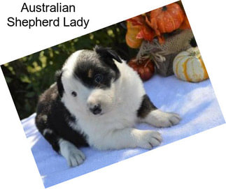 Australian Shepherd Lady