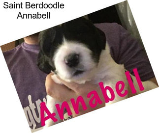 Saint Berdoodle Annabell