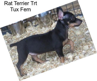 Rat Terrier Trt Tux Fem