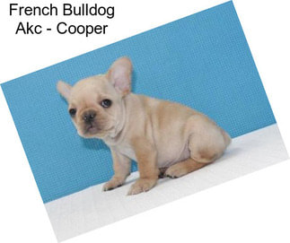 French Bulldog Akc - Cooper