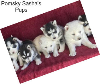 Pomsky Sasha\'s Pups