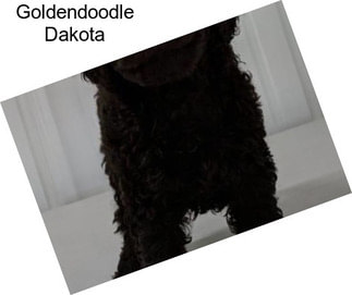 Goldendoodle Dakota