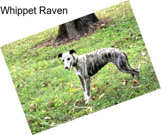 Whippet Raven