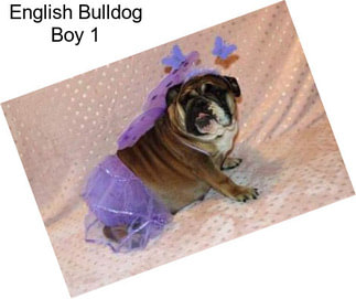 English Bulldog Boy 1