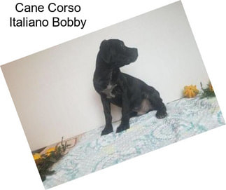 Cane Corso Italiano Bobby