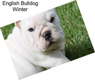 English Bulldog Winter