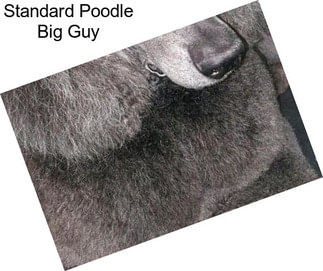 Standard Poodle Big Guy