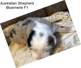 Australian Shepherd Bluemerle F1