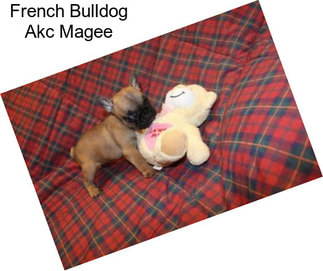 French Bulldog Akc Magee