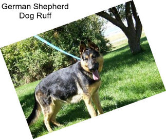 German Shepherd Dog Ruff