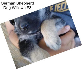 German Shepherd Dog Willows F3