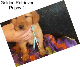 Golden Retriever Puppy 1