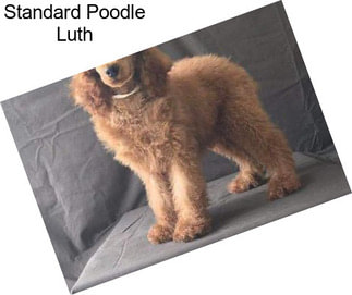 Standard Poodle Luth