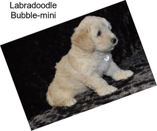 Labradoodle Bubble-mini