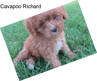 Cavapoo Richard