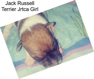 Jack Russell Terrier Jrtca Girl