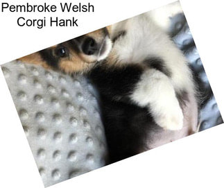 Pembroke Welsh Corgi Hank