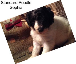 Standard Poodle Sophia