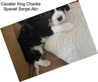 Cavalier King Charles Spaniel Sergei Akc