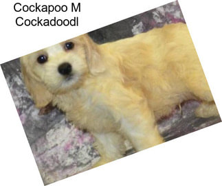 Cockapoo M Cockadoodl