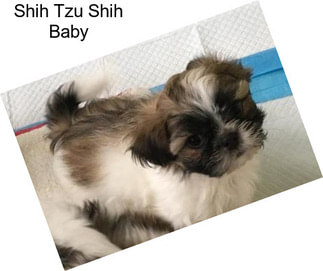 Shih Tzu Shih Baby