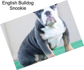 English Bulldog Snookie