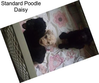 Standard Poodle Daisy