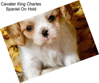 Cavalier King Charles Spaniel On Hold