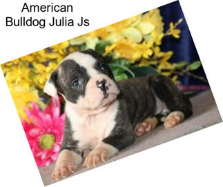 American Bulldog Julia Js