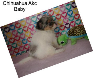 Chihuahua Akc Baby