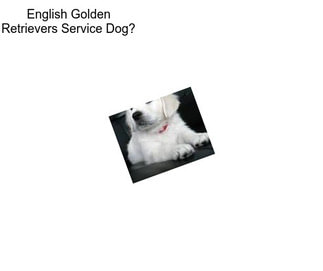 English Golden Retrievers Service Dog?