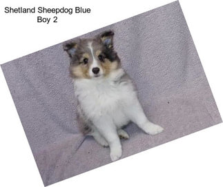 Shetland Sheepdog Blue Boy 2