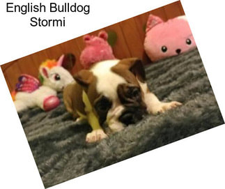 English Bulldog Stormi
