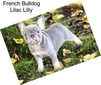 French Bulldog Lilac Lilly