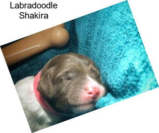 Labradoodle Shakira